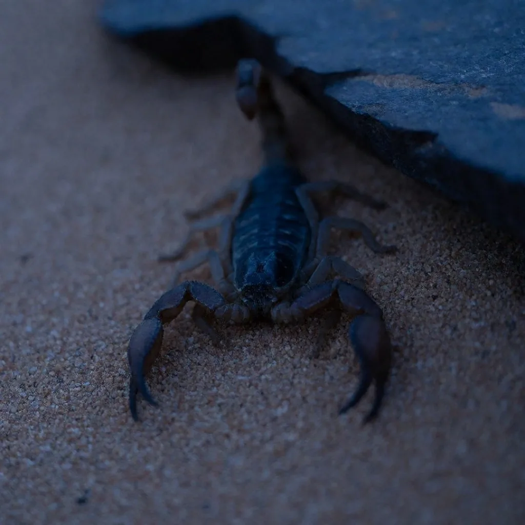 A desert scorpion near a rock crevice at dusk